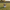 Australian Shepherd Duck - Front View | Zero Ducks Given