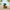 Palm Tree Coconut Duck right-side view on a tropical beach