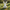 Rabbit Duck back view in a softly blurred meadow