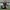Atlanta Falcons Duck right-facing side view