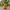 Orange Fruit Duck front-facing view