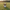 Australian Shepherd Duck - Camera-Facing View | Zero Ducks Given