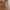 Mashed Potatoes and Gravy Duck collectible camera-facing view on a Thanksgiving table