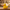 Swiss Cheese Duck - Left Side View | Zero Ducks Given