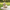Labrador Duck camera-facing three-quarter view with park background