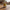 Deviled Egg Duck collectible camera-facing view on a warm kitchen table