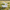Rabbit Duck right-side view in a softly blurred meadow