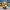 Minion Duck Two Eyed camera facing view