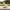 Labrador Duck left-facing side view with park background