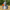 Tin Man-Inspired Duck camera-facing three-quarter view on a yellow brick path
