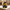 Graduation Duck camera-facing three-quarter view on a campus courtyard ledge