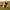 Cow Duck - Front View | Zero Ducks Given