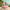 Cute Flamingo Duck right-facing side profile in a tropical setting