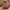Ernie-inspired collectible duck left-side view