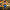 Scrooge McDuck collectible duck front facing view