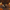 Skeleton Mariachi Duck - Right Side View | Zero Ducks Given