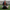 Atlanta Falcons Duck back view