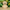 Golden Retriever Duck - Camera-Facing View | Zero Ducks Given