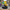 Jester Duck – Camera Facing