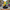 Jester Duck – Front