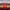 Kansas City Chiefs Duck - Back View