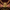 King Charles Spaniel Duck – Back