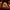 King Charles Spaniel Duck – Camera Facing