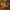 King Charles Spaniel Duck – Left Side