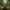 Kiwi Kiwi Duck – Back