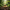 Kiwi Kiwi Duck – Camera Facing