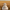 Komondor Duck – Back