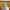 Komondor Duck – Camera Facing