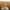 Komondor Duck – Front