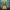 Reptilian Hunter Duck