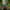 Macaw Duck - Back View