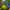 Macaw Duck - Front View
