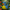 Macaw Duck - Left Side