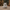 Maine Coon Cat Duck — Camera Facing