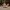 Maine Coon Cat Duck — Left Side