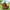 Max The Dog Duck - Left Side