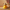 Mexico Duck – Back View