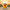 Mexico Duck – Front View