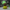 Morty Smith Duck - Back View