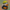 Naruto Duck - Camera Facing