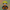 Orange Ninja Duck