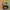 Naruto Duck - Front View