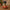 Nutcracker Duck - front