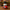 Nutcracker Duck - back