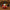 Nutcracker Duck - right side