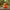 Peachy Duck - back view